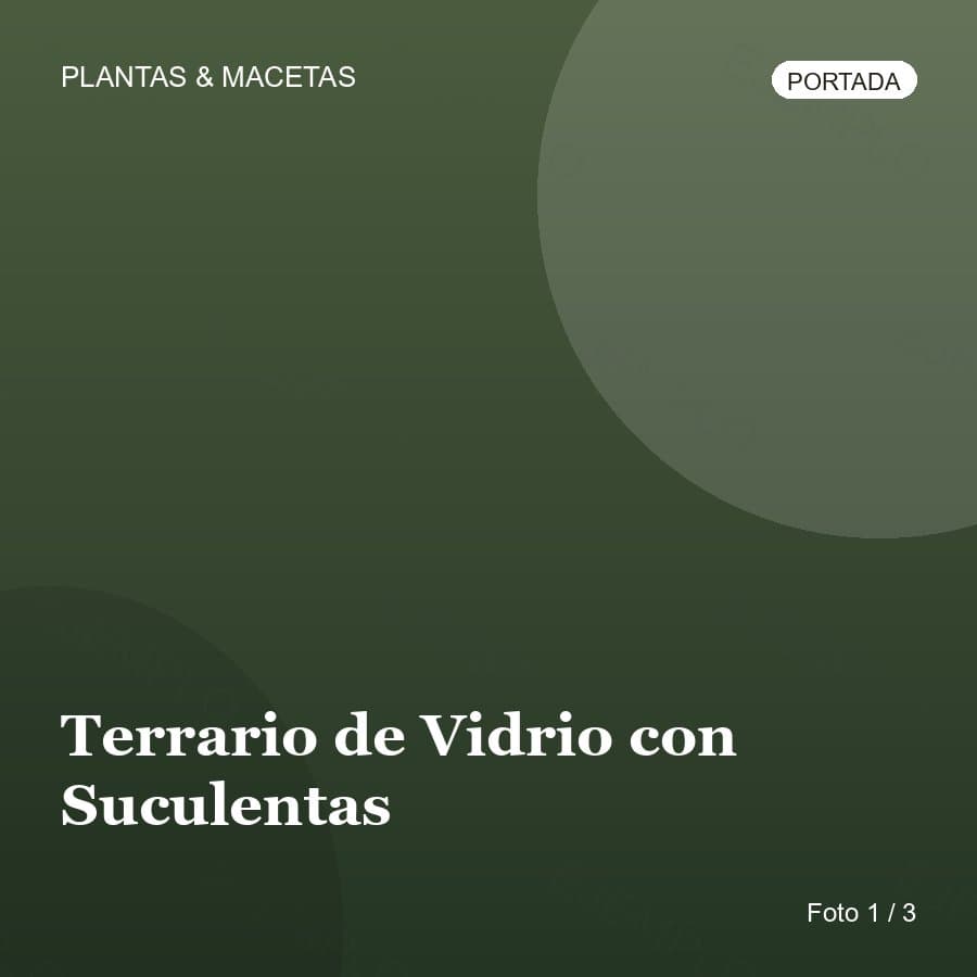 Terrario de Vidrio con Suculentas
